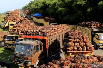 Di Bengkulu, truk sawit dibolehkan Gubernur gunakan solar bersubsidi