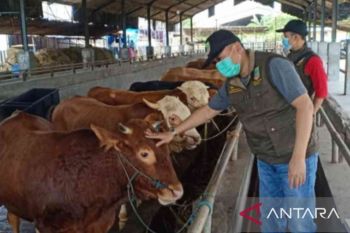Wilayah Kota Bekasi rugi ratusan miliar jika tertular PMK
