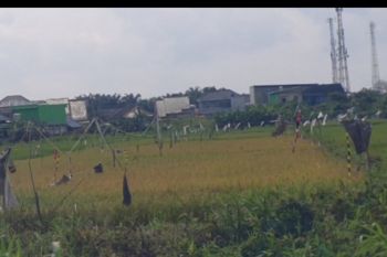 Wagub Sumsel dorong kabupaten tingkatkan produksi pangan