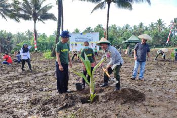 Kementan dorong petani Sulut terus budidayakan Kelapa