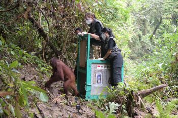 Empat orangutan kembali dilepasliarkan di TN Bukit Baka Bukit Raya