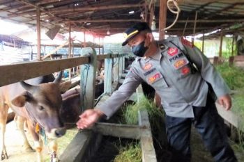 Polresta ajak peternak di Palangka Raya tingkatkan kewaspadaan cegah PMK