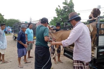 Kebutuhan hewan kurban di Kota Mataram akan dipenuhi dari peternak lokal