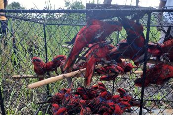 88 burung nuri tanimbar dilepas di Hutan Desa Amdasa