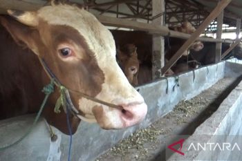 Pasokan hewan kurban di Batam diperkirakan tidak mencukupi