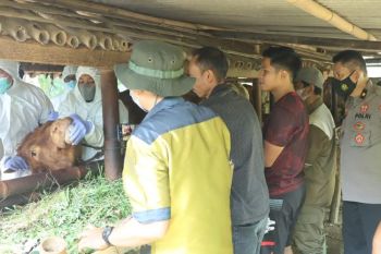 Pemkab Purbalingga intensif sosialisasi penyakit mulut dan kuku