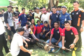 Buaya 3 meter masuk perangkap ikan di Bintan