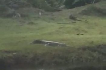 Seekor buaya muara naik ke belakang SDN 12 Pasia Paneh Agam