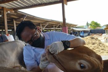 PMK tak sebabkan harga sapi turun, malah naik tinggi