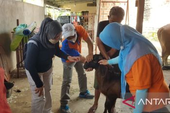 Konsumen di Kabupaten OKU diimbau teliti beli daging sapi