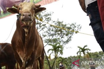 Sumsel jamin kebutuhan 8.000 sapi untuk Idul Adha