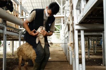Dompet Dhuafa Farm perketat pemeriksaan setiap hewan kurban