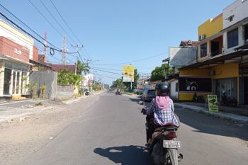 400 pohon tabebuya bakal ditanam di pinggir Jalan Pendidikan di Mataram