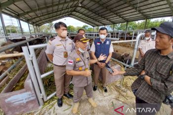 Barantan Palu: Tidak ada kasus PMK hewan ternak di Sulteng