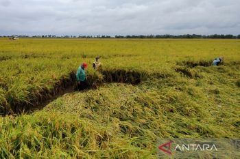 Petani Kudus diimbau gunakan pupuk organik