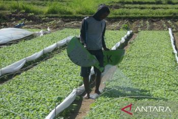 Pemkab Pamekasan salurkan bantuan bibit tembakau kepada petani