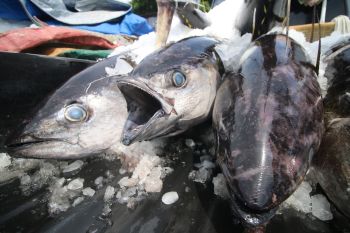 Hubungan antara risiko kanker kulit dan konsumsi ikan