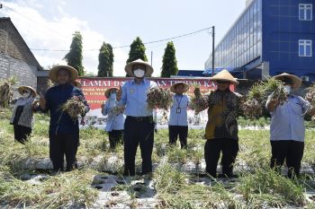 Wabup Sleman: Petani adalah pahlawan pangan