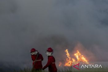 Luas kebakaran hutan dan lahan di Sumsel meningkat pada 2022