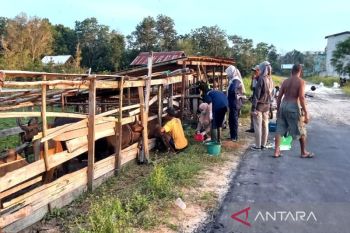 Pemkab Sukamara pastikan tak ada hewan ternak terpapar PMK