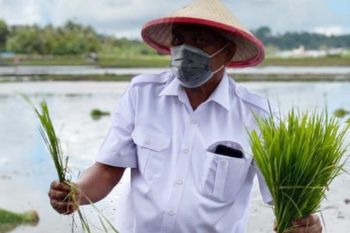 Gubernur ajak masyarakat tidak tinggalkan sektor pertanian