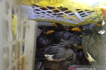 KSKP Bakauheni gagalkan pengiriman ratusan burung