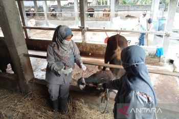 Pemkab Bantul dan kepolisian intensif awasi ternak untuk antisipasi PMK