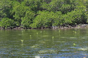 10.000 Bibit Mangrove di Gili Petagan yang ditanam PLN mulai tumbuh