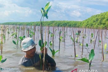 39 ribu bibit mangrove ditanam di Desa Marannu, Kabupaten Maros
