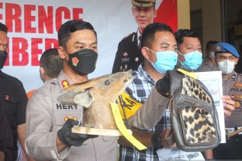 Perajin Jember dipasok satwa langka Sumatera diawetkan, polisi baru tangkap satu pelakunya