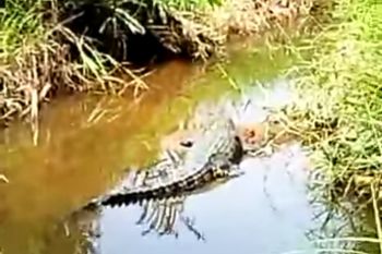 Buaya muncul ke permukaan rawa di perumahan warga