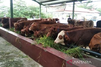 Pemkab Kudus: Pembelian ternak dari luar kota dipastikan sehat