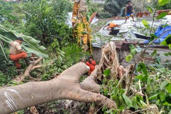 Cuaca ekstrem, 20 pohon tumbang di Padang