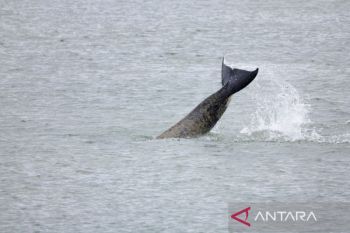 Paus pembunuh yang terjebak di sungai Prancis dipandu ke laut dengan suara orca