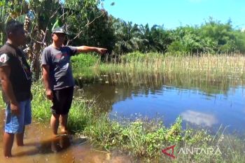 Puluhan hektare gagal panen, legislator Kotim minta pemerintah bantu petani