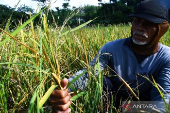 Hama Burung Pipit di Ponorogo