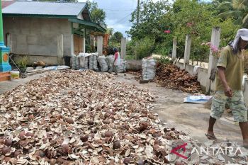 Petani kelapa di Konawe Kepulauan terpuruk harga kopra anjlok