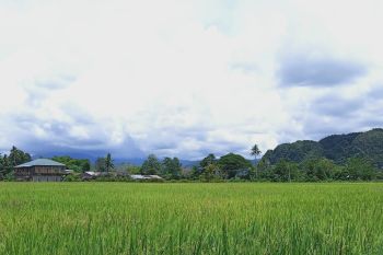 PT Vale gandeng petani kembangkan pertanian sehat ramah lingkungan