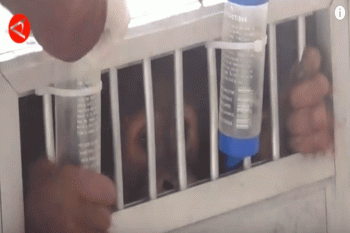 Orangutan Sumatera dipulangkan dari Bogor ke Sumut