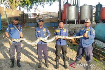 Damkar Tangerang Banten evakuasi ular sanca sepanjang 3,5 meter