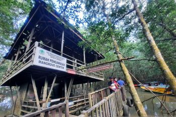 Peraih Kalpataru Balikpapan sebut Papua perlu cetak SDM paham mangrove