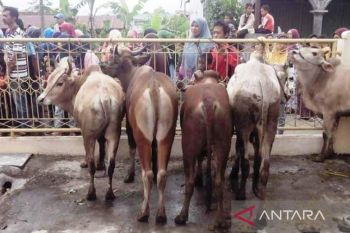 PMK merebak, Pemkot Bukittinggi sosialisasikan aturan pelaksanaan kurban