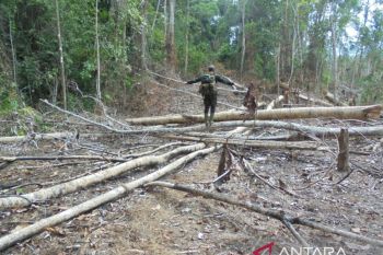 600 hektare hutan habitat gajah di Bengkulu dirambah