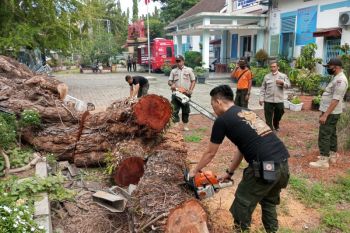 Pohon setinggi 15 meter tumbang hancurkan pagar sekolah di Kota Padang