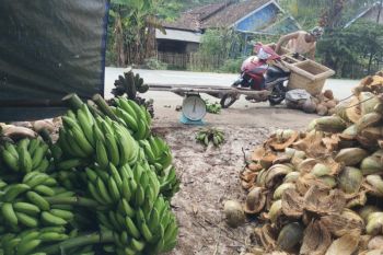 Sumsel Mandiri Pangan berhasil tekan harga
