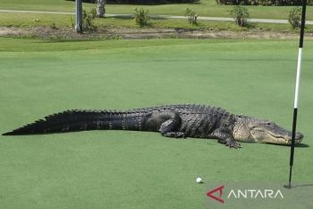 Seorang pemulung ditemukan tewas diterkam buaya di Florida