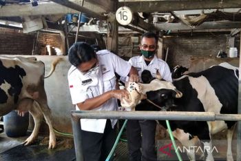 Pemkab Kudus libatkan dokter hewan swasta antisipasi PMK