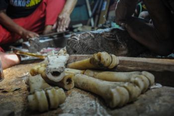 Kerajinan Berbahan Baku Tulang Sapi