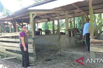 42 ekor sapi di Pasaman Barat terindikasi kena PMK