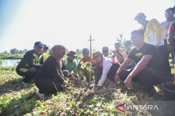 Luwu Utara dan Bantaeng gelar penanaman pohon peringati HLH Sedunia 2022